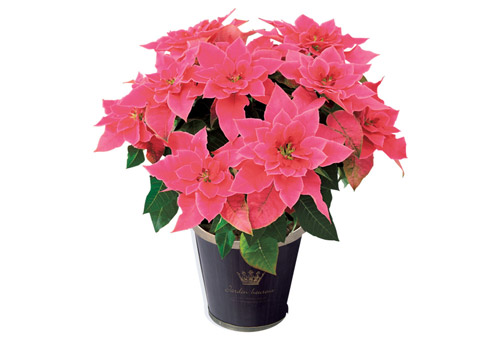 Ame加瀬 プリンセチア ローザ Sustee付 イオン九州オンライン