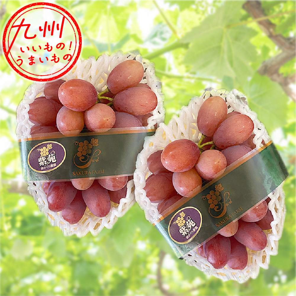 紫苑 約1kg（2房） 霧島さくらフルーツランド | 【公式】イオン九州