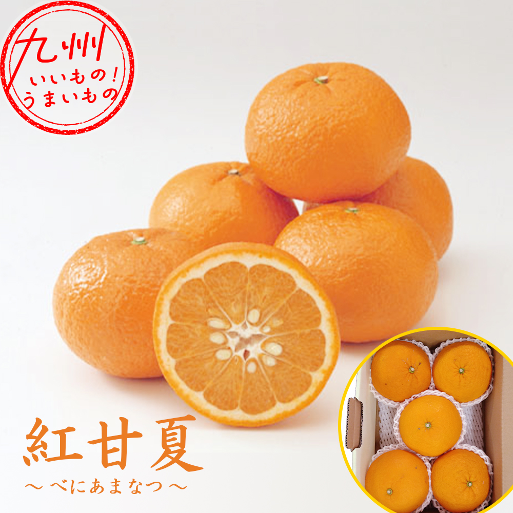 紅 甘 夏