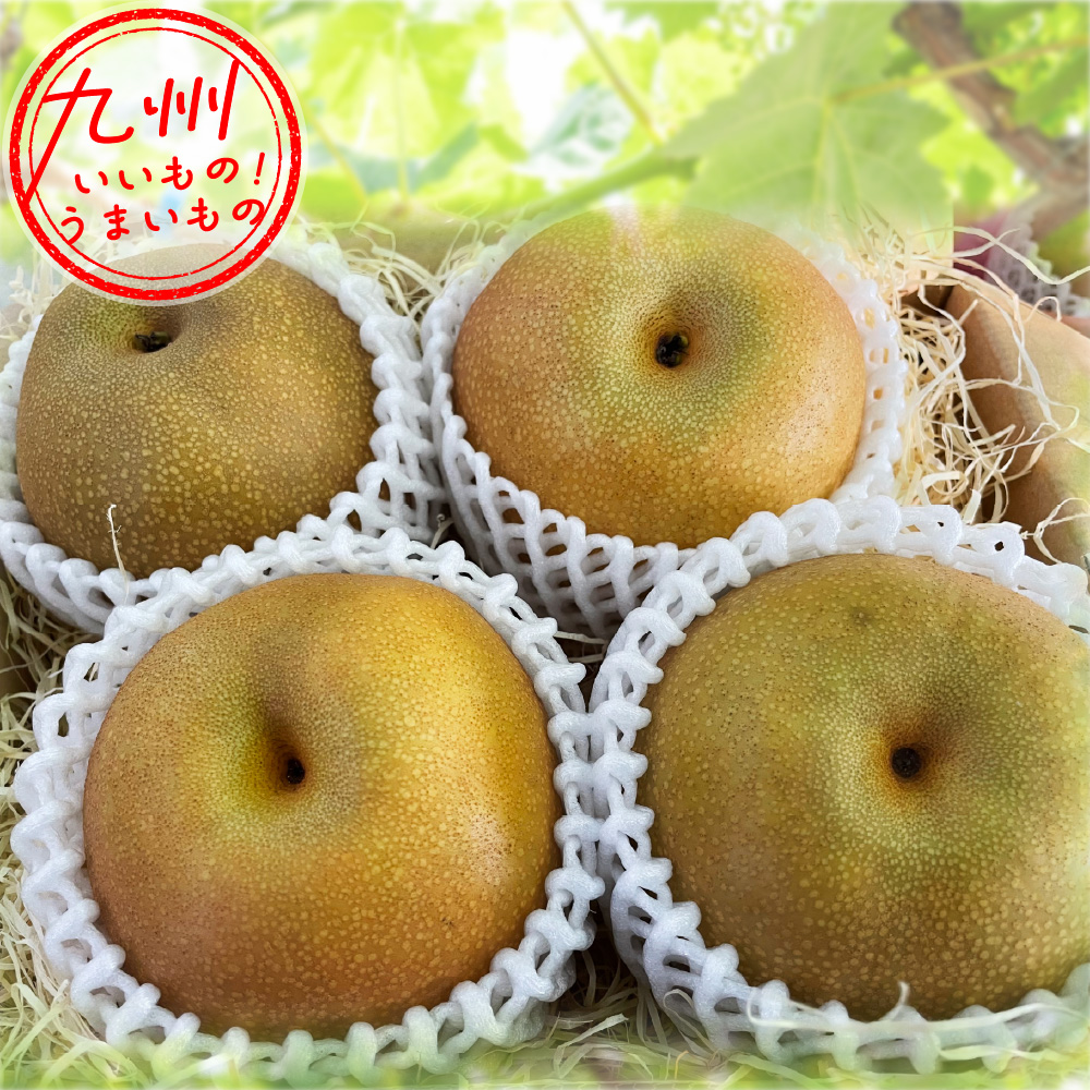果物 K ジューシーですっきりした甘さ！ 王秋 約1.7kg（4玉） 霧島さくら