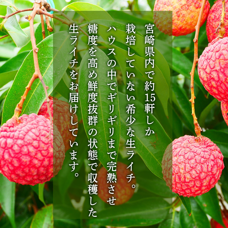 宮崎県産ライチ　化粧箱入り