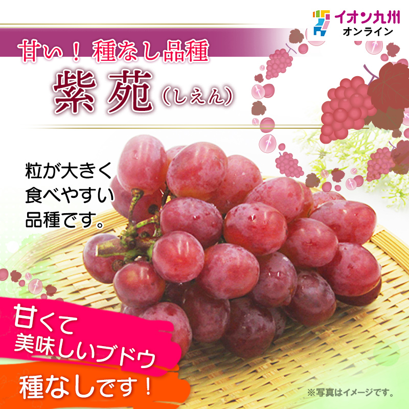 Cherry blossom シャインマスカット約4.5kg 巨峰&シャインマスカットMIX 約4キロ | 山梨県甲州市 | ふるさと