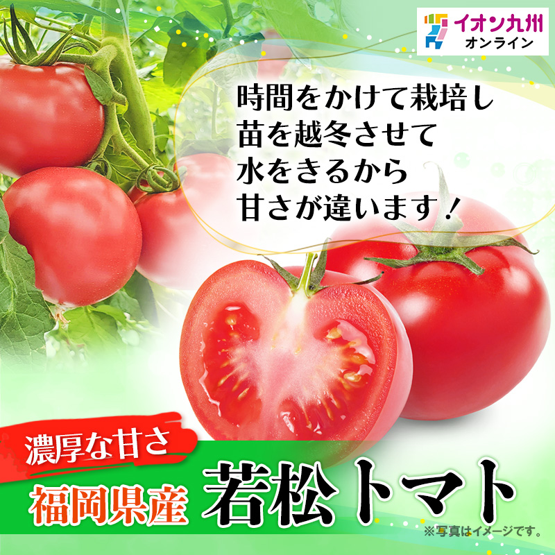 福岡県産若松トマト 1kg 箱入り 15～30玉 | 【公式】イオン九州