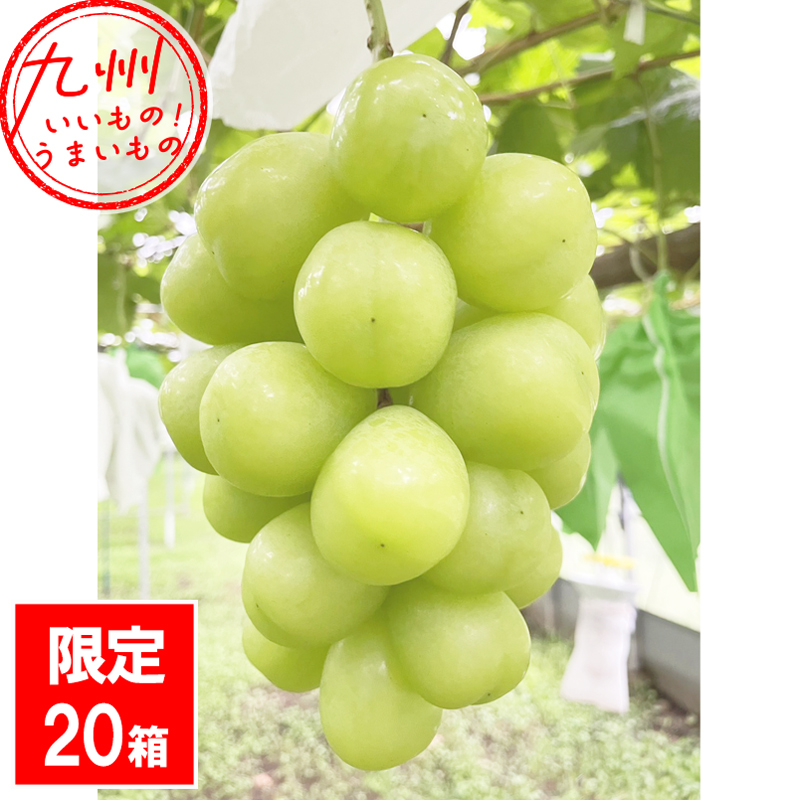 ジューシーな大粒ぶどう 【雄宝】 700g 霧島さくらフルーツランド 