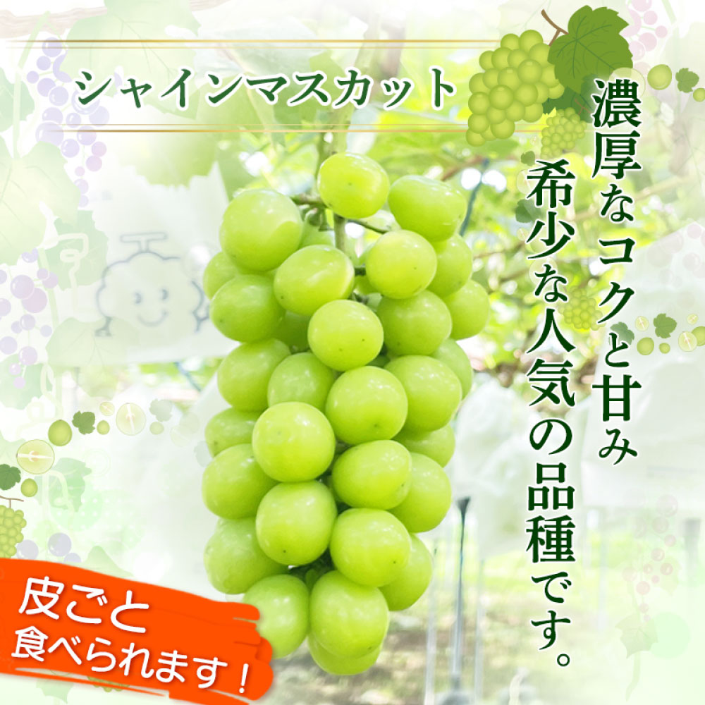シャインマスカット1.2kg（2房入）　霧島さくらフルーツランド