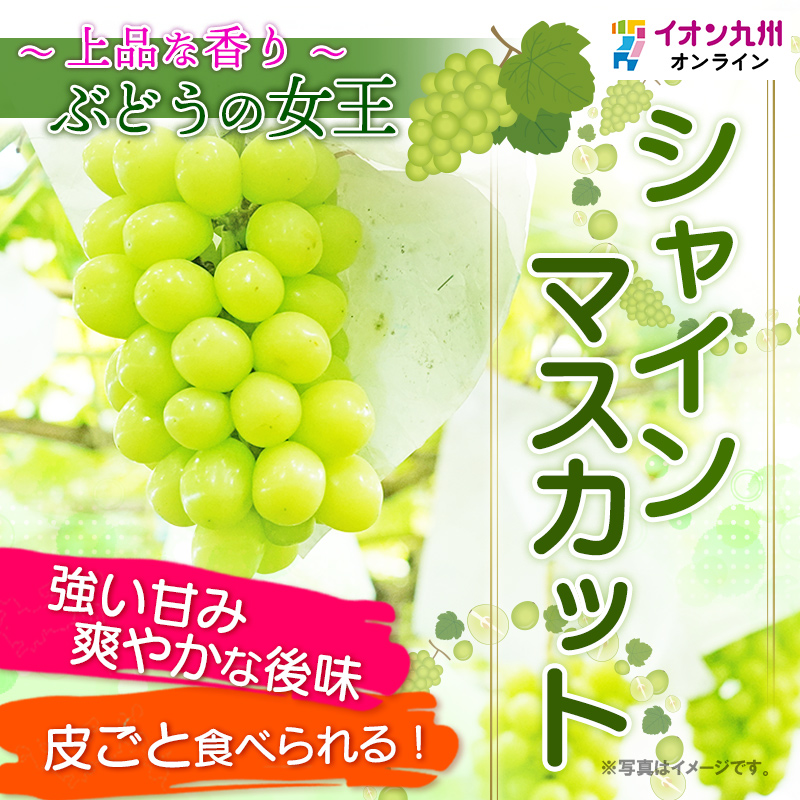 momo佐賀県伊万里産　　シャインマスカット約4キロ　クール便 佐賀県産 シャインマスカット 2kg 4～5房 JA伊万里 | 【公式