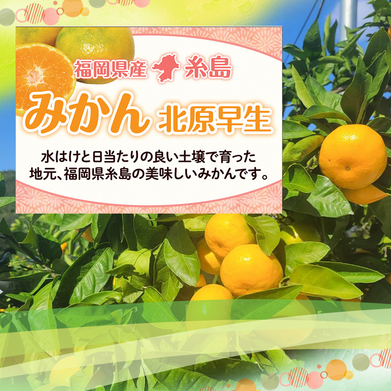 楽天市場】青島みかん マルチ栽培 藤徳みかん S-L (約10kg