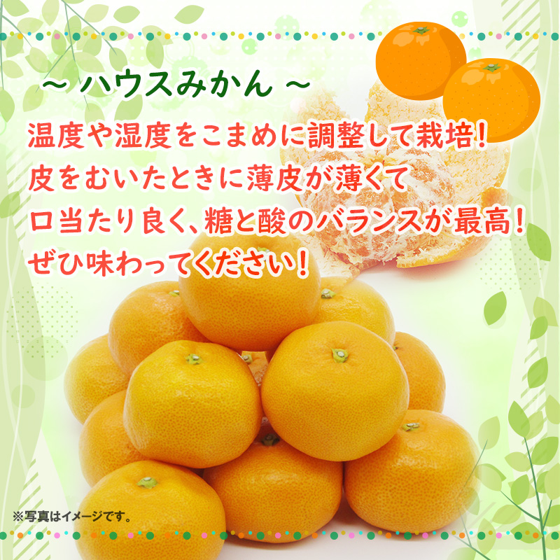 ハウスみかん化粧箱2.4kg詰め（L～S） JAさつま日置 | 【公式