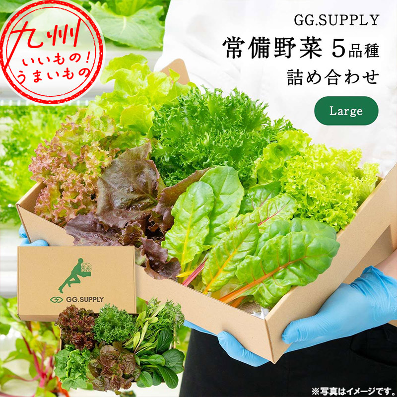 GG.SUPPLY Large 常備野菜 5品種 詰め合わせ