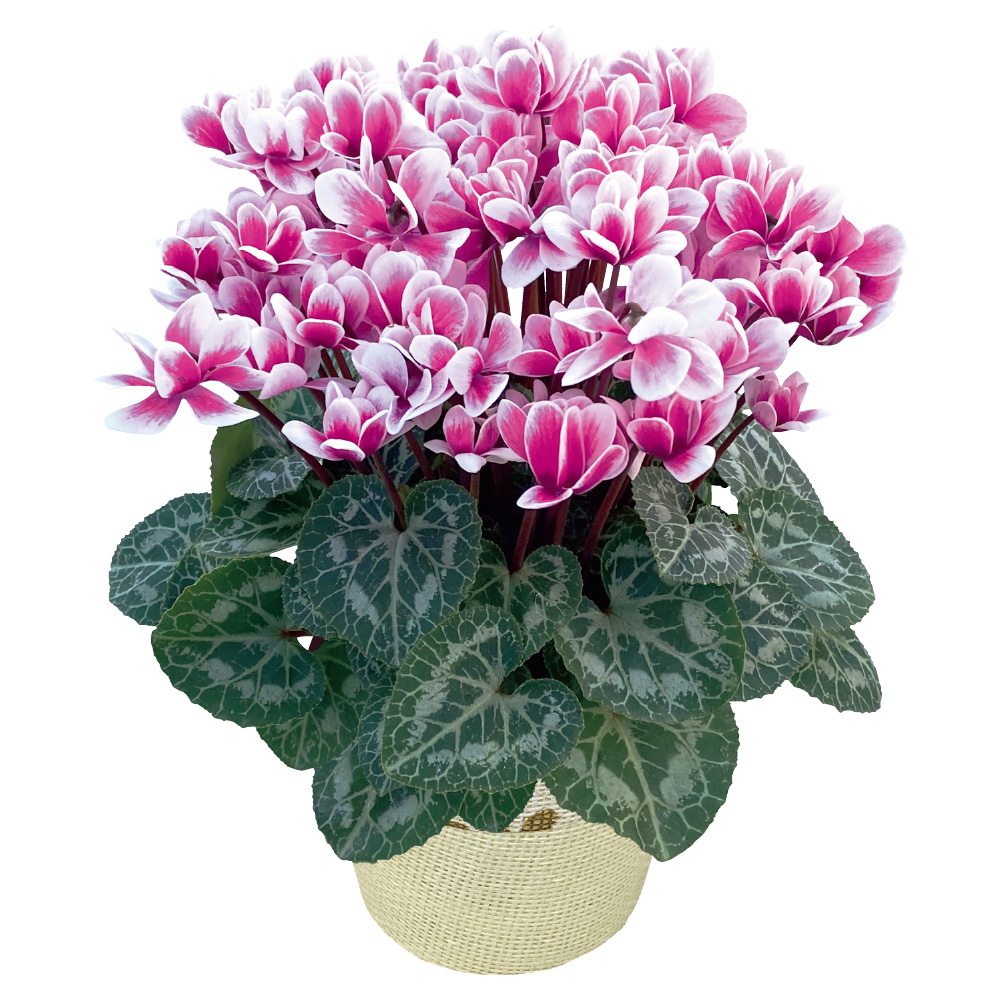 矢祭園芸 シクラメン「チモ・ピコティー」（SUSTEE付）（お届け期間