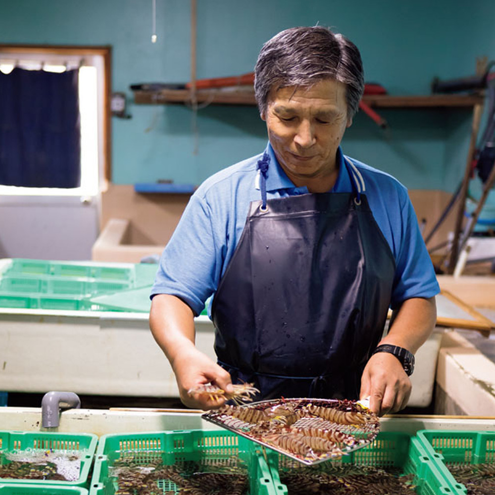 熊本・天草 天草直送 活車海老（お届け期間：11/11～1/10） | 【公式
