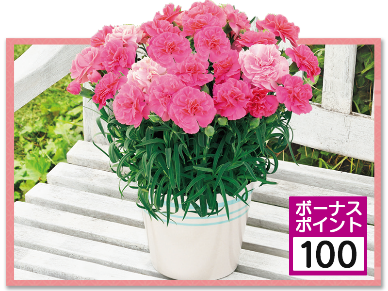 カーネーション「ひなあられ」（SUSTEE付）