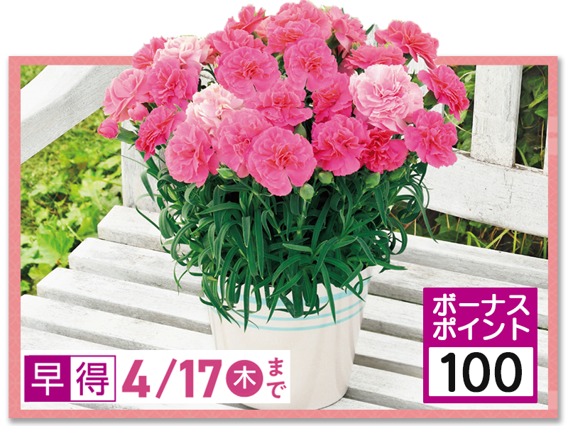 カーネーション「ひなあられ」（SUSTEE付）