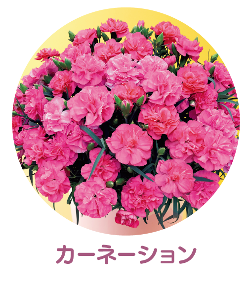 カーネーション