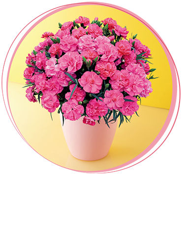 カーネーション「ピーチキャンドル」