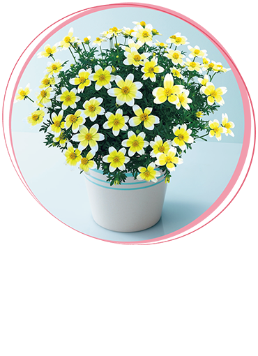 ビデンス「レモンシロップ」