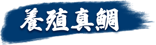 養殖真鯛