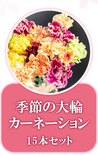 カーネーション