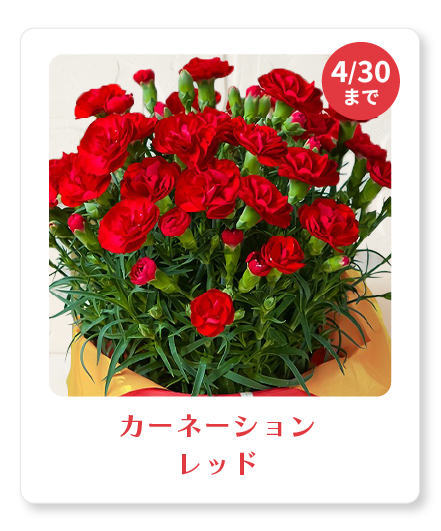 【母の日定番】カーネーション　レッド