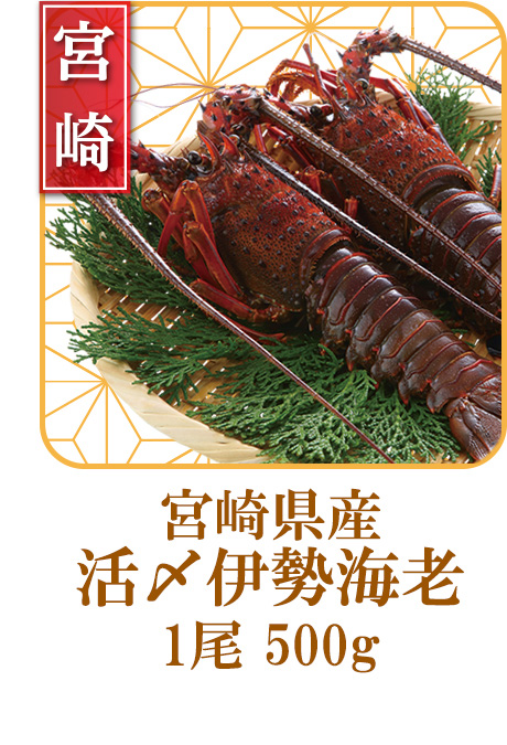 宮崎県産　活〆伊勢海老