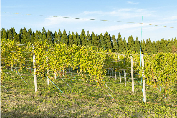北海道北斗栽培方法