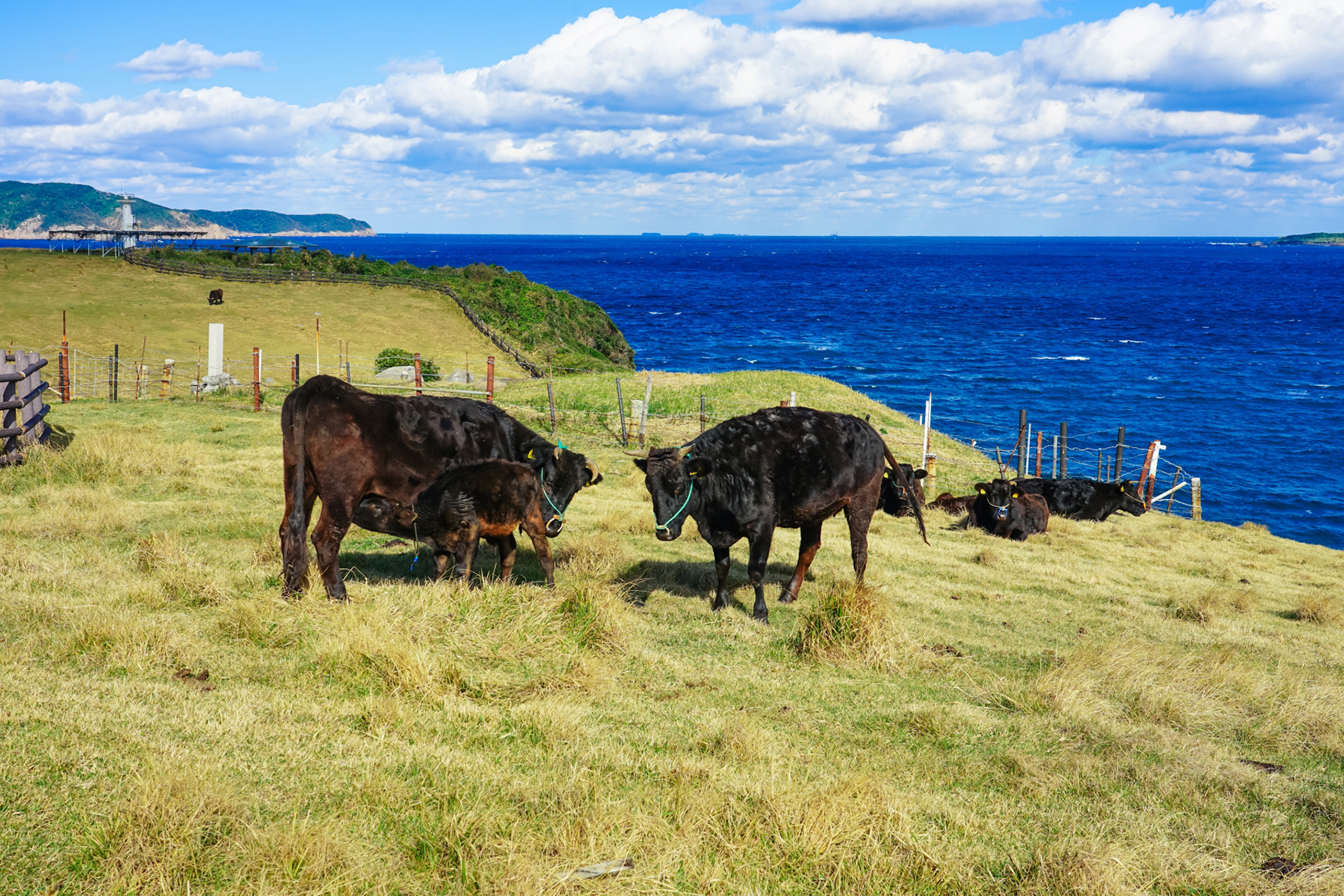 佐賀牛イメージ