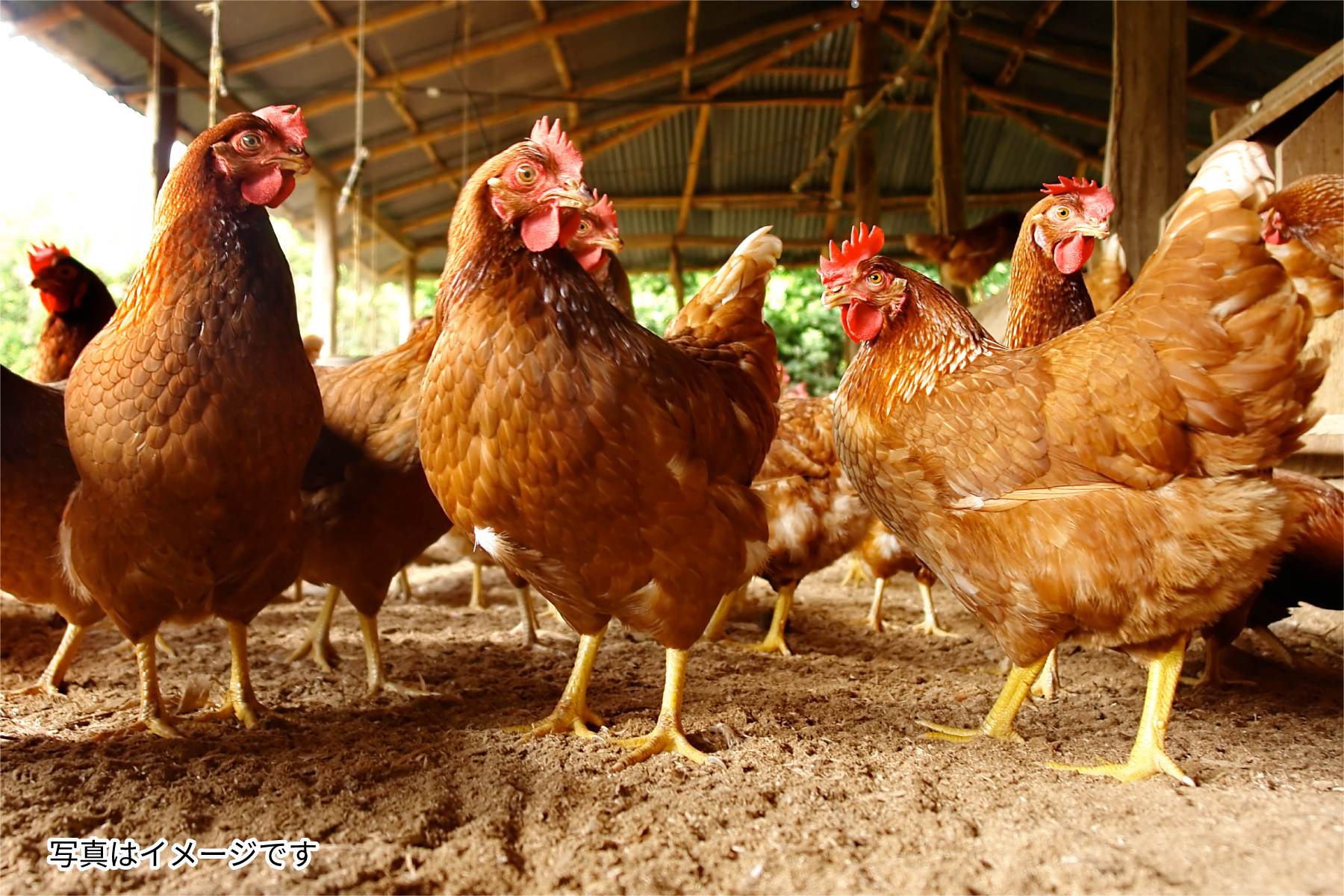 鶏イメージ1