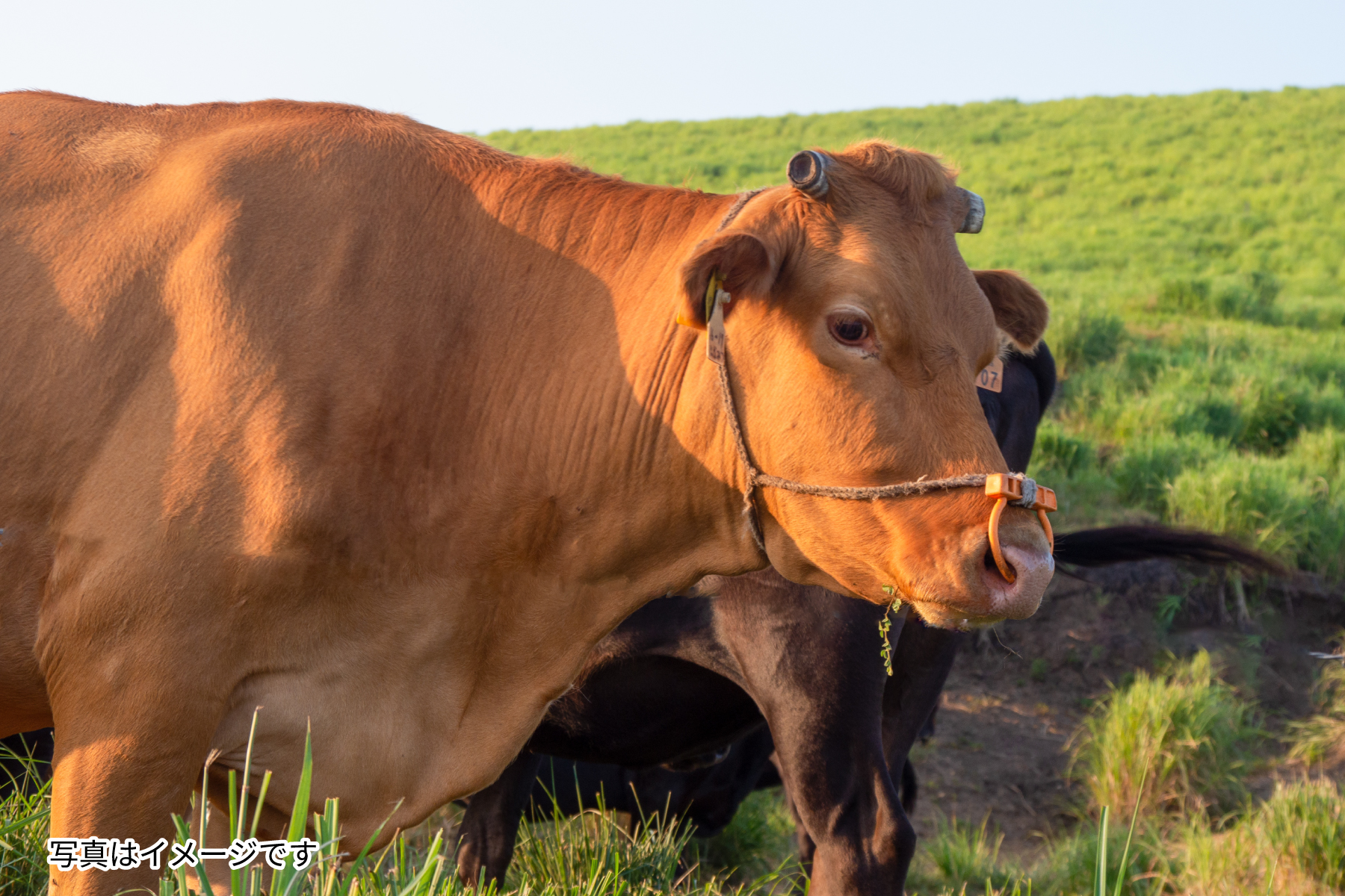 あか牛のイメージ画像