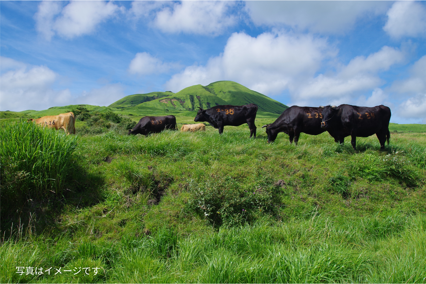 熊本牛イメージ画像