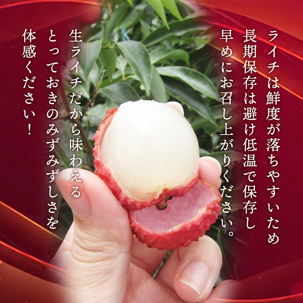 宮崎県産 生ライチ